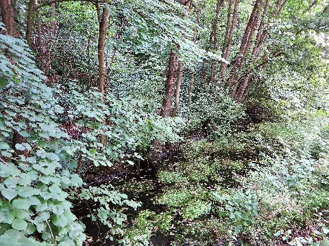 Barmer Teich Am Weißenstein