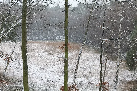 Barssee
