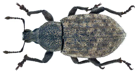 Barynotus Obscurus (Fabricius, 1775) (10461133836)