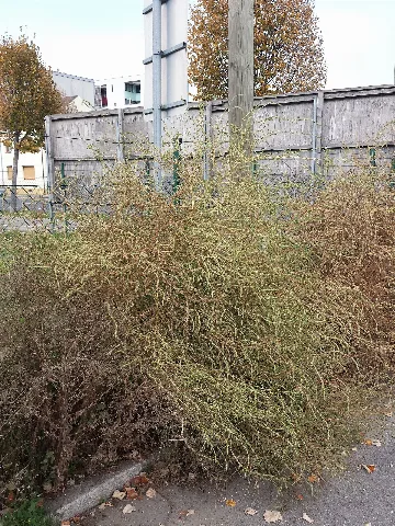 Bassia Scoparia Subsp. Densiflora Sl 10