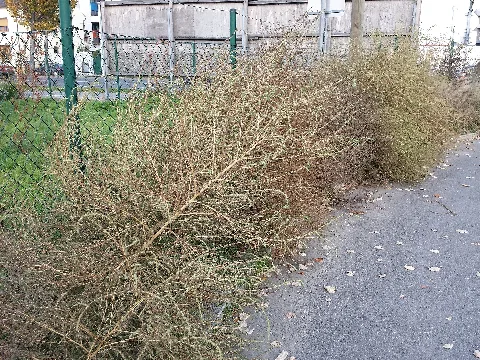 Bassia Scoparia Subsp. Densiflora Sl 7