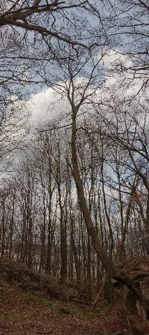 Baum Am Abgrund Im Felsenmeer Hemer
