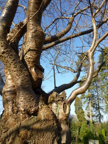 Baum Am Friedhof In Grohn Panoramio