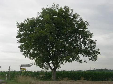 Baum An Einer Kreuzung Bei Ottersberg Geo.hlipp.de 12390