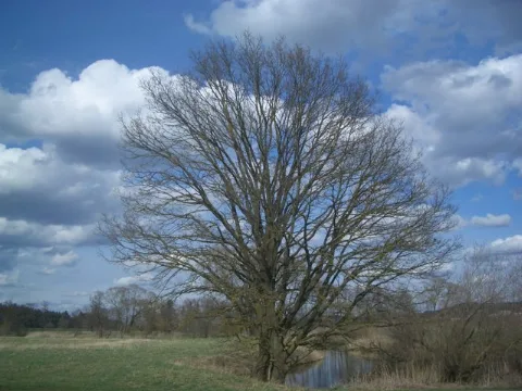 Baum Bei Diedorf Geo.hlipp.de 9719