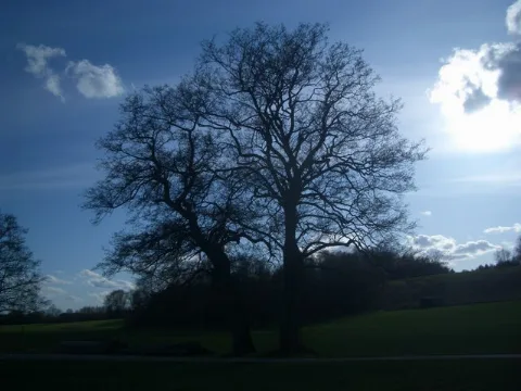 Baum Bei Diedorf Geo.hlipp.de 9720