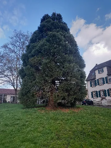Baum In Burgheim