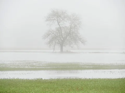 Baum In Der Bliesaue Bei Bierbach