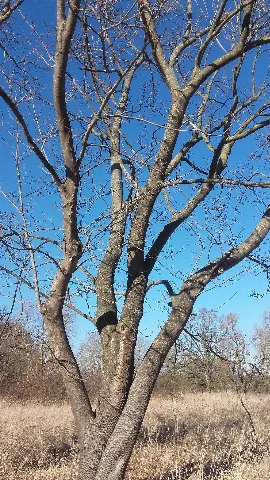 Baum In Mesekenhagen 20190224