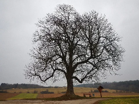 Baum Panoramio (18)