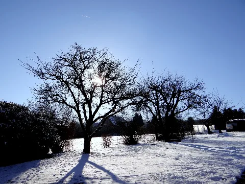 Baum Und Sonne Panoramio
