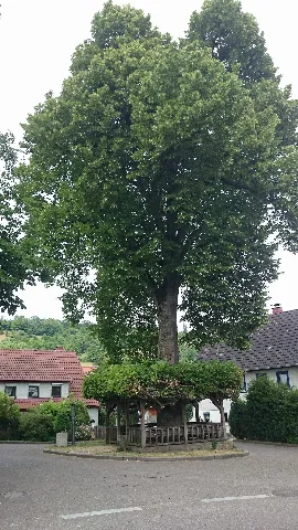 Baum Untermünkhein