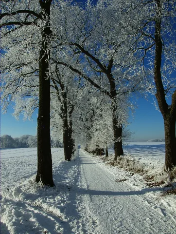 Baumallee Auf Dem Fürstenberg