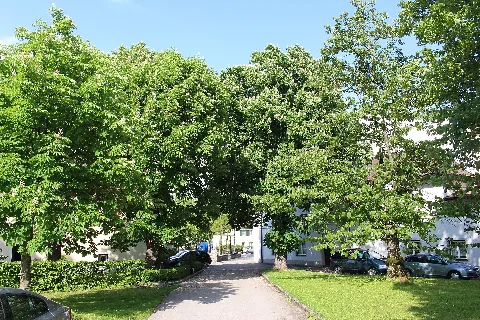 Baumbestand Schloss Kirchberg An Der Pielach (2)