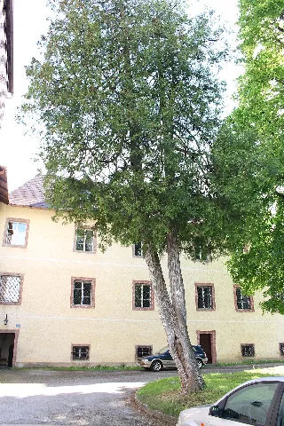 Baumbestand Schloss Kirchberg An Der Pielach (4)
