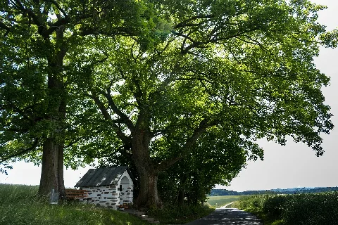 Baumgruppe Am Saynecker Weg