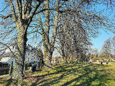 Naturdenkmal (LKL-ND 43): Baumreihe aus Eichen und Linden am Rand des Sportplatz, Döben (Grimma)