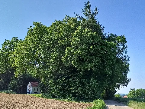 Baumgruppe Mit Gebüsch, Thierhaupten
