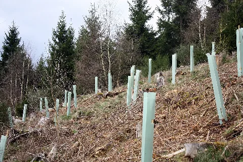 Baumpflanzaktion Bergwaldprojekt Werdohl 2015