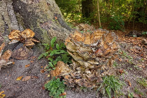 Baumpilz Im Landschaftsschutzgebiet Gehrdener Berg Img 5208