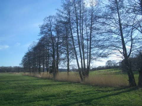 Baumreihe Bei Diedorf Geo.hlipp.de 9724