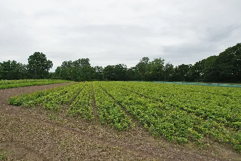 Baumschule Mit Buchen In Der Wedeler Au, Gemeinde Schenefeld (Kreis Pinneberg)