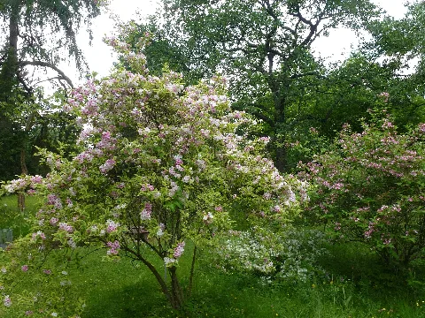 Baumschulenweg Späth Arboretum 07