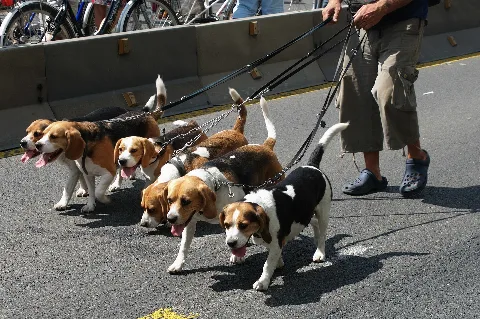 Beaglemeute Thwz