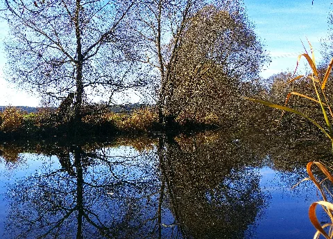 Beaver Panoramio (1)