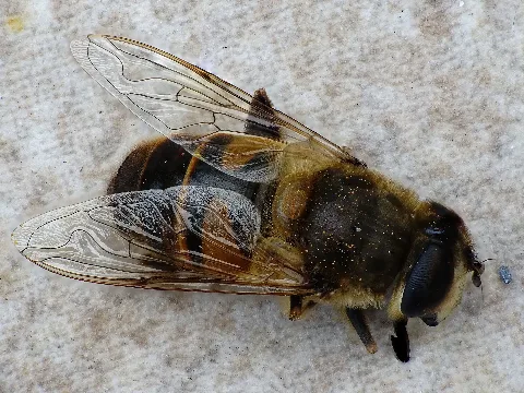 Bee (136242547)