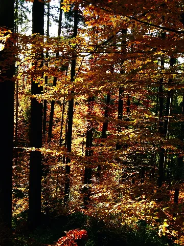Beeches In Autumn Panoramio