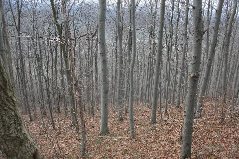 Beechtreeforest