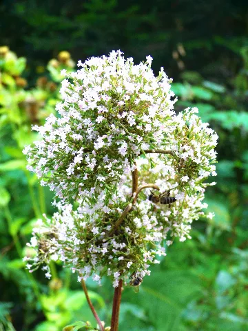 Bees Panoramio (2)