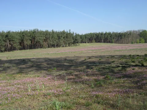 Beeskow, Brandenburg, Germany. Cranesbill Flowers. Panoramio