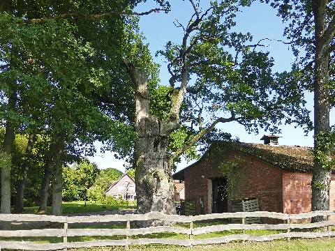 Behren Baum