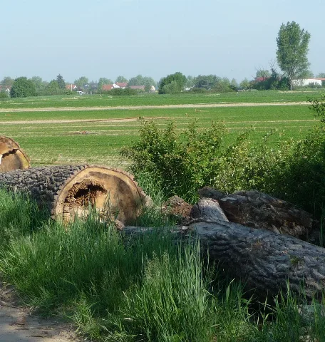 Bei Flomersheim Panoramio