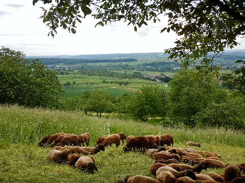 Bei Grafenberg Panoramio