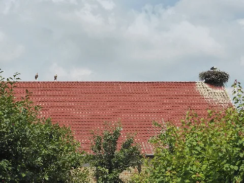 Belsdorf Störche