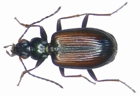 Bembidion Conforme (Dejean, 1831) (3058020109)
