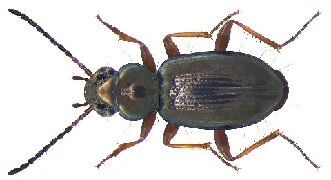 Bembidion Lampros (Herbst, 1784) (4014426584)