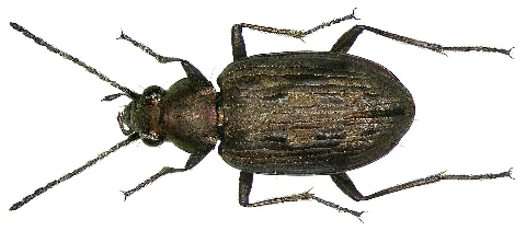 Bembidion Litorale (Olivier, 1790) (2899091224)