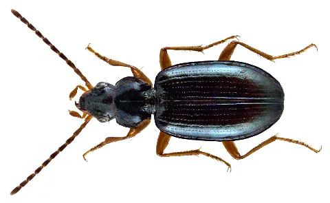 Bembidion (Peryphanes) Milleri Duval, 1851 (13912174934)