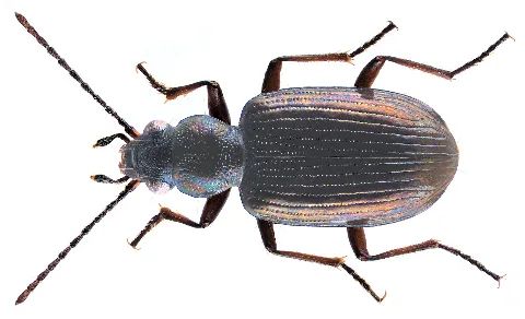 Bembidion (Princidium) Punctulatum Drapiez, 1820 (7651764502)