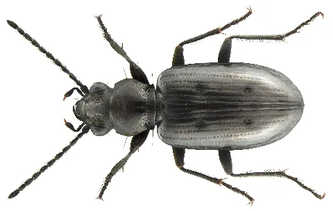 Bembidion (Testedium) Bipunctatum (Linné, 1761) (4325899504)