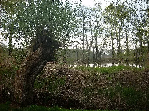Bennewitzer Teiche