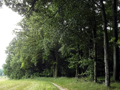 Benther Berg Waldrand