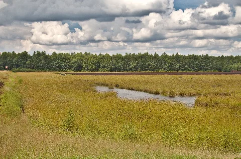 Benthullener Moor