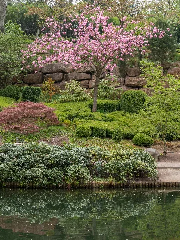 Bepflanzung Oberer Teich Japanischer Garten Kaiserslautern