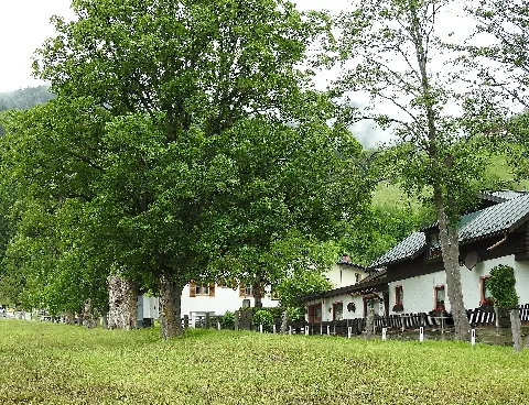Bergahorneschüttgutzellamsee 03