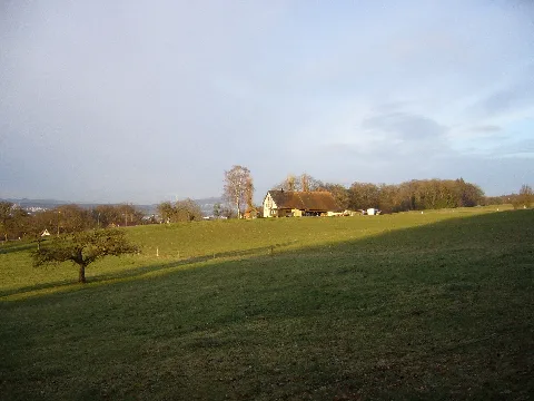 Bergbasii